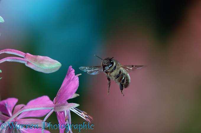 Honey Bee (Apis mellifera) worker in flight.  Worldwide