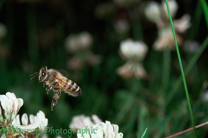 Honey Bee (Apis mellifera) worker visiting white clover.  Worldwide