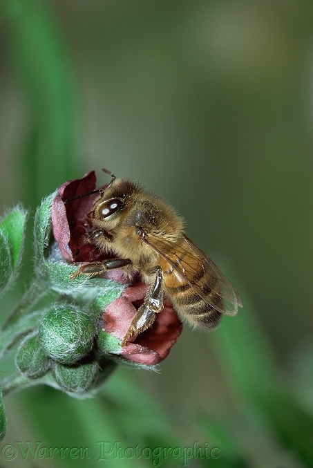 Honey Bee (Apis mellifera) worker visiting Houndstongue