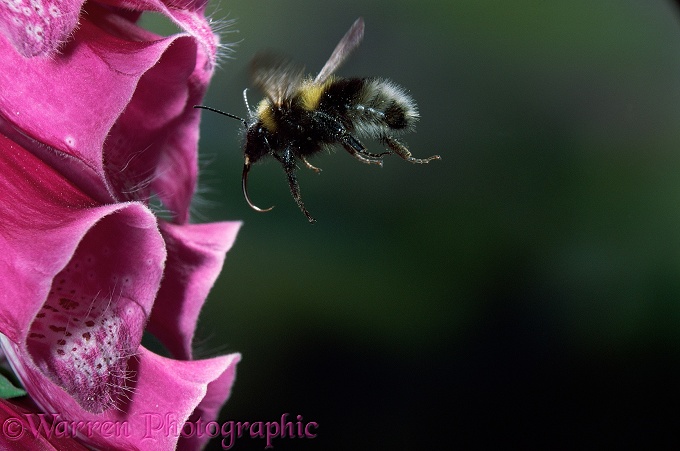 Garden Bumblebee (Bombus hortorum) visiting Foxglove (Digitalis purpurea).  Europe