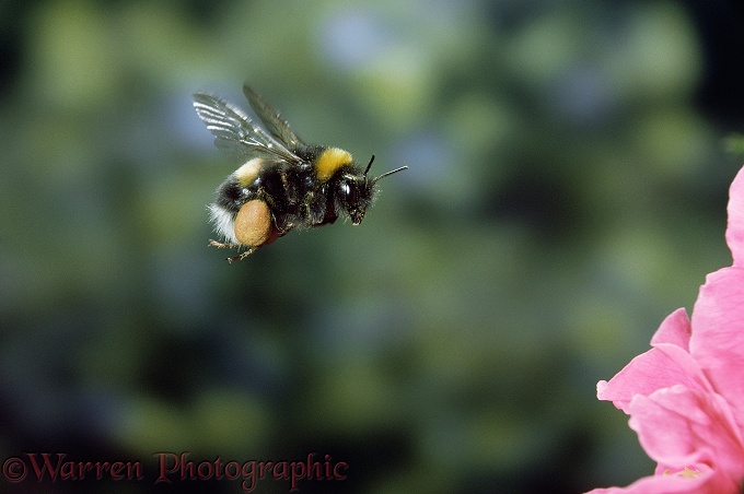 Common White-tailed Bumblebee (Bombus leucorum) visiting a rose.  Europe
