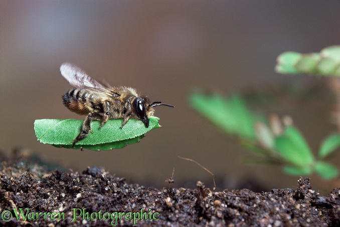 Leaf-cutting Bee (Megachile species) female carrying leaf section to nest.  Europe