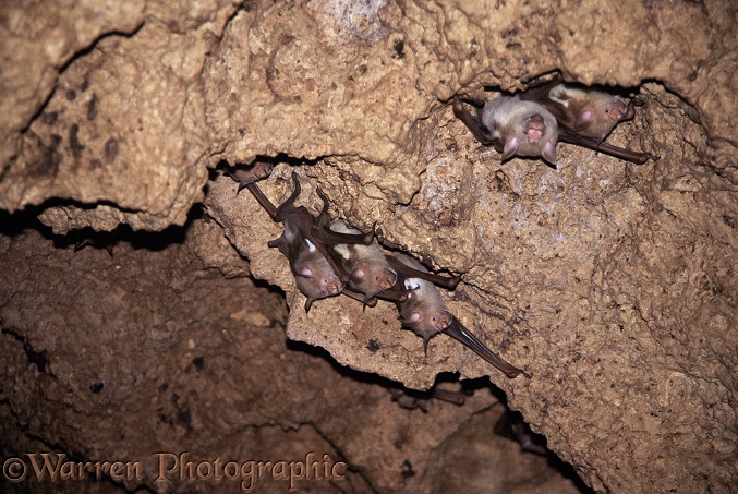 Bats (unidentified) in a coral limestone cave.  Africa