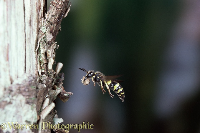 Mason wasp (unidentified) carrying a ball of wet mud to its nest in a dead tree.  Europe
