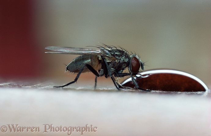 Lesser Housefly (Fannia canicularis) drinking from a drop of spilt wine.  Worldwide