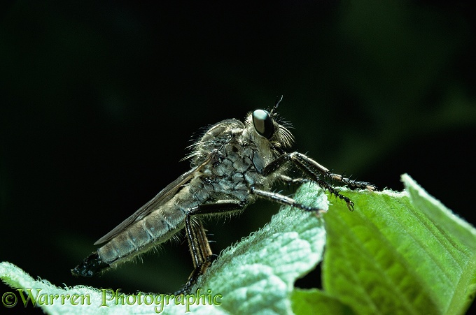 Robber Fly (Machimus atricapillus).  Europe