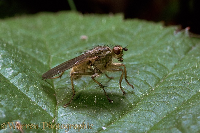 Yellow Dung Fly (Scatophaga stercoraria).  Europe