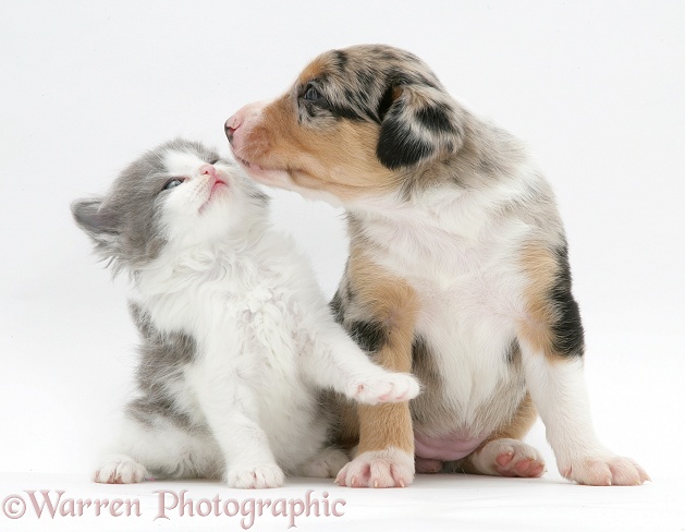 Border Collie pup and kitten kissing, white background