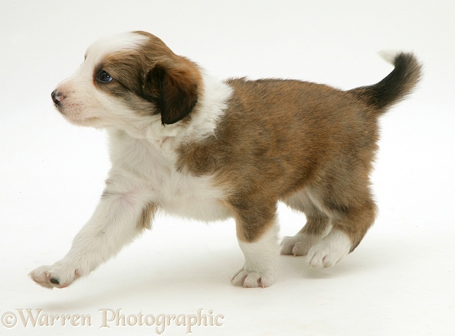 Sable Border Collie pup, 8 weeks old, trotting, white background