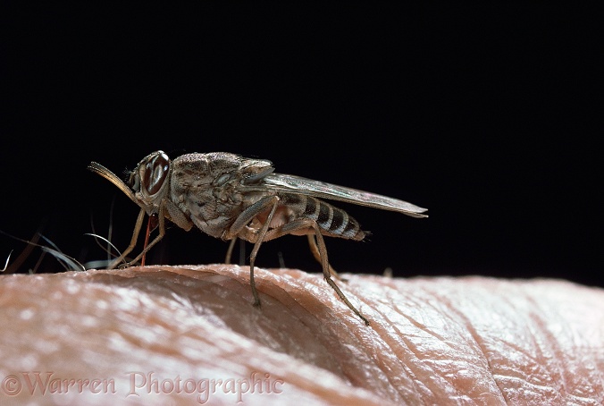 Tsetse Fly (Glossina morsitans) female sucking blood from a human arm.  Africa