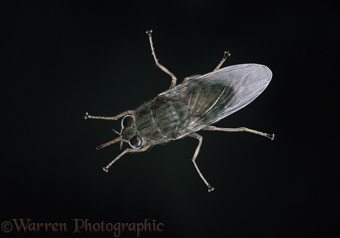 Tsetse Fly (Glossina morsitans) female.  Africa