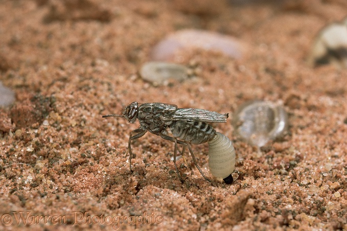 Tsetse Fly (Glossina morsitans) female giving birth to fully developed larva