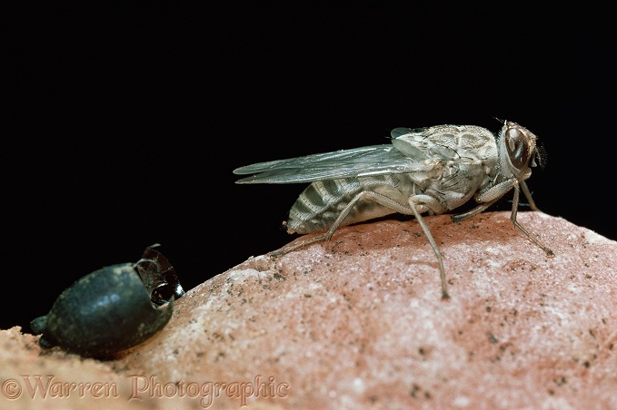 Tsetse Fly (Glossina morsitans) newly emerged from pupa