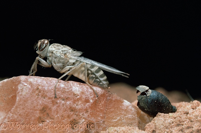 Tsetse Fly (Glossina morsitans) newly emerged from pupa