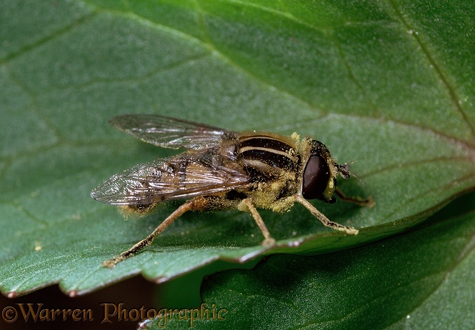 Hoverfly (Heliophilus pendulus).  Europe