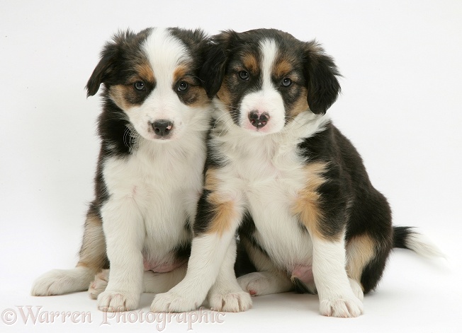 Two Tricolour Border Collie pups, 8 weeks old brothers, white background
