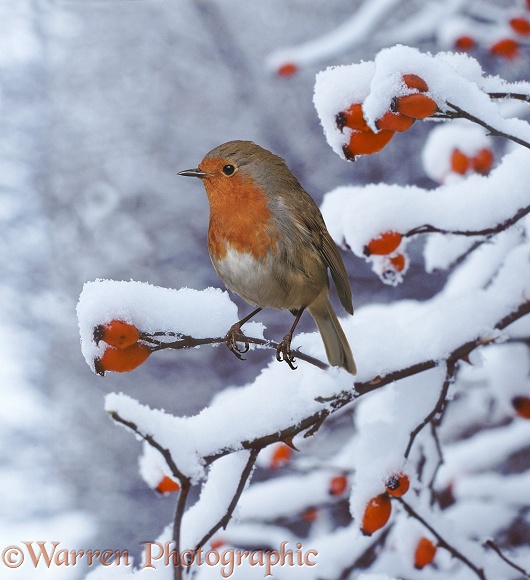 European Robin (Erithacus rubecula) on snow-covered rose hips.  Europe