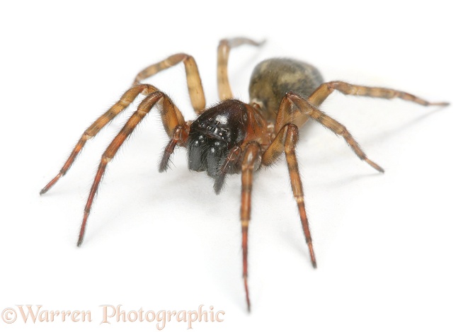 Spider (Amaurobius species).  Europe, white background