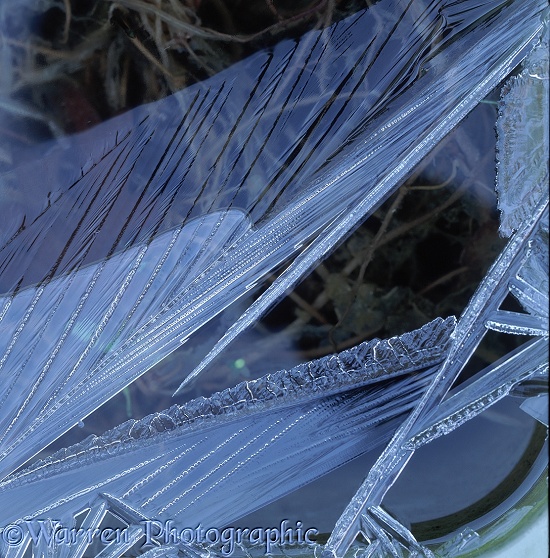 Ice crystals on the surface of a pond exposed by falling water level