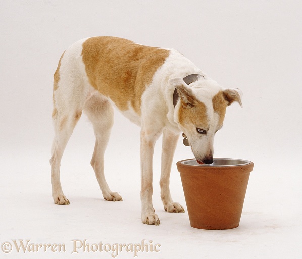 Gold and white Collie Lurcher bitch Mishka, 13 years old, eating from a raised bowl in a sturdy flower pot, white background