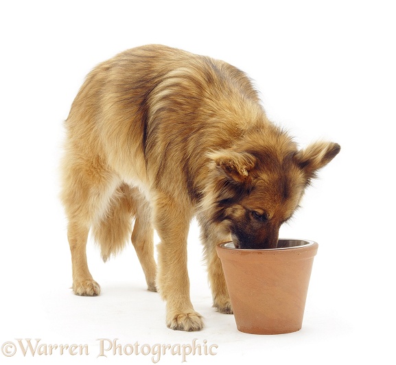 German Shepherd Dog, Shamus, 11�years�old, comfortably eating from his bowl (raised in sturdy flowerpot), white background