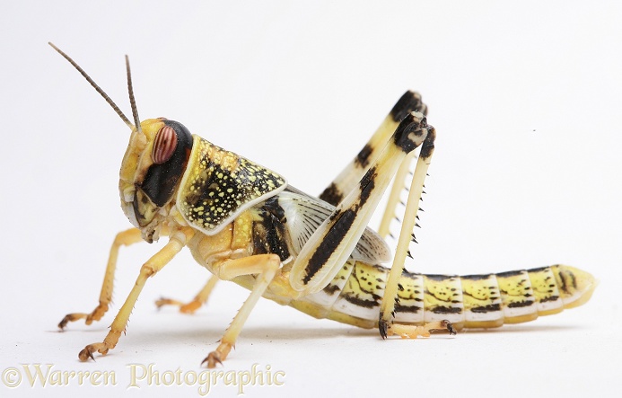 Desert Locust (Schistocerca gregaria) final instar nymph.  Africa and southern Europe, white background