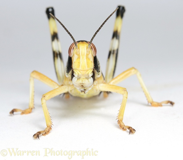 Desert Locust (Schistocerca gregaria) final instar nymph.  Africa and Europe, white background