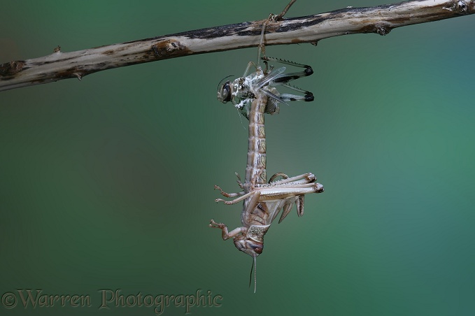 Desert Locust (Schistocerca gregaria) adult emerging from nymphal skin.  Series of six No. 2.  Africa, Asia and Southern Europe