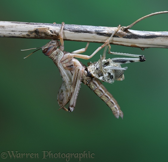 Desert Locust (Schistocerca gregaria) adult emerging from nymphal skin.  Series of six No. 3.  Africa and southern Europe
