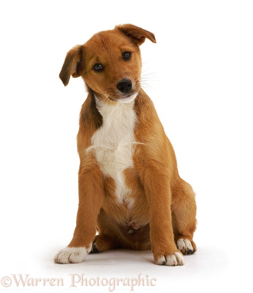 Lakeland Terrier x Border Collie pup Henry, 12 weeks old, white background