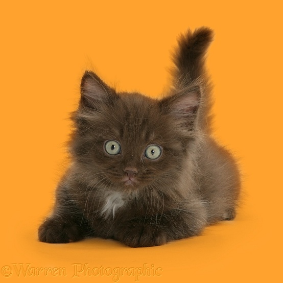 Chocolate fluffy kitten, white background