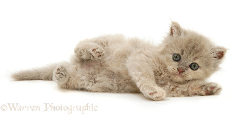 Lilac-tortoiseshell Persian-cross kitten, white background
