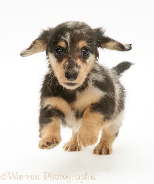 Silver Dapple Miniature Long-haired Dachshund pup, white background