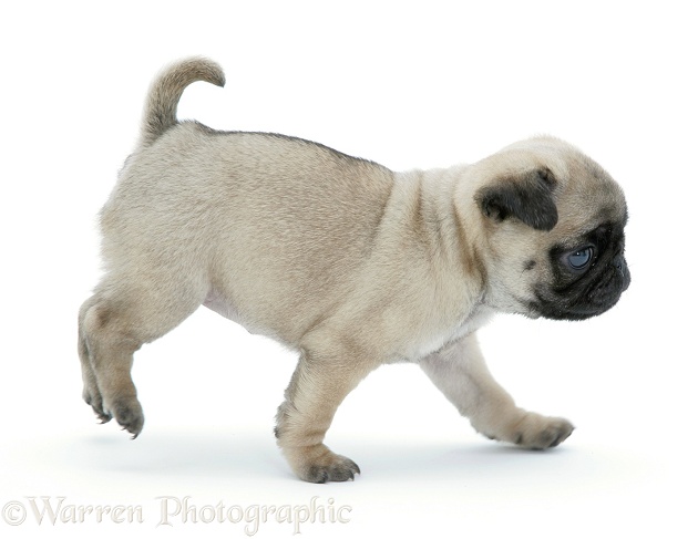 Fawn Pug pup, 7 weeks old, white background