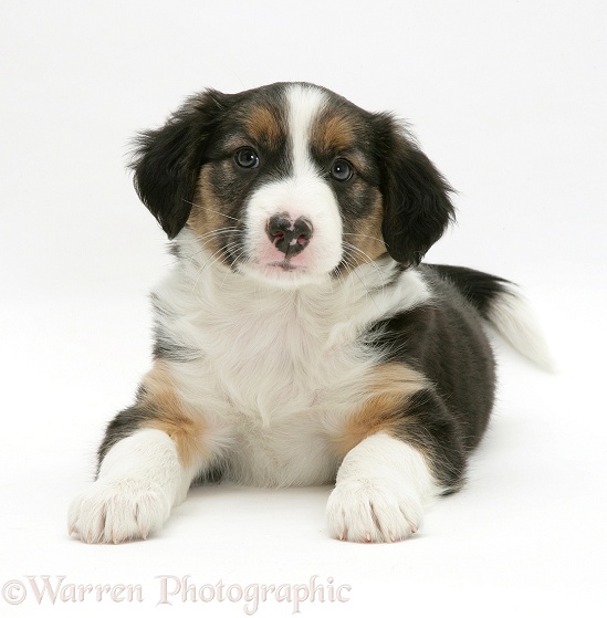 Tricolour Border Collie pup, 8 weeks old, white background