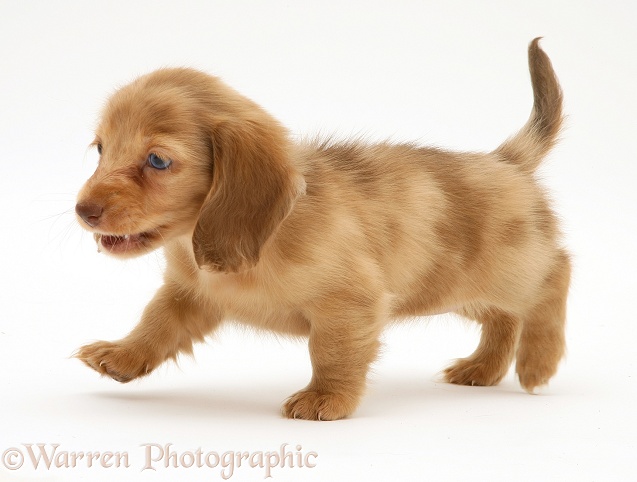 Cream Dapple Miniature Long-haired Dachshund pup, white background
