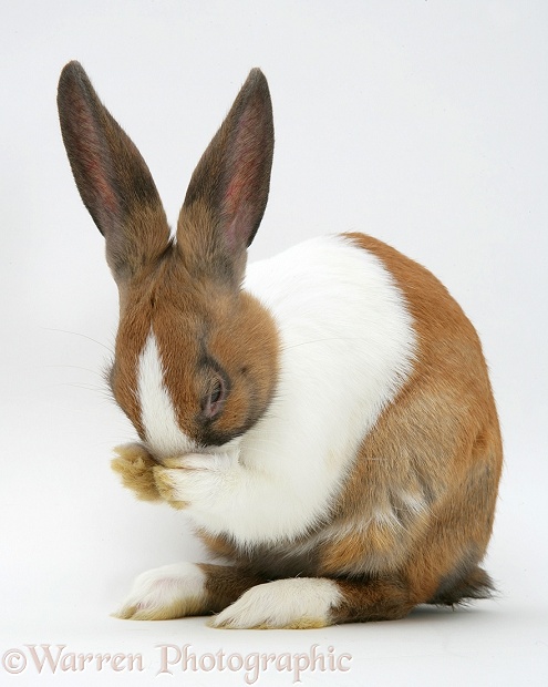 Fawn Dutch rabbit washing its paws, white background