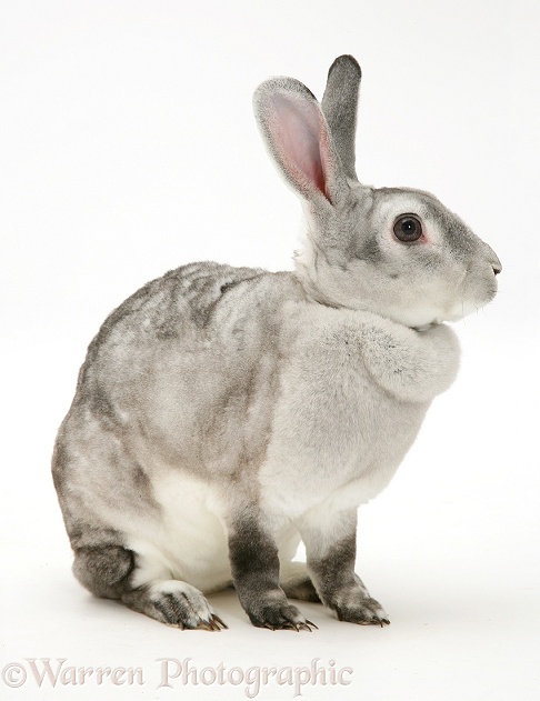 Silver Rex doe rabbit, white background