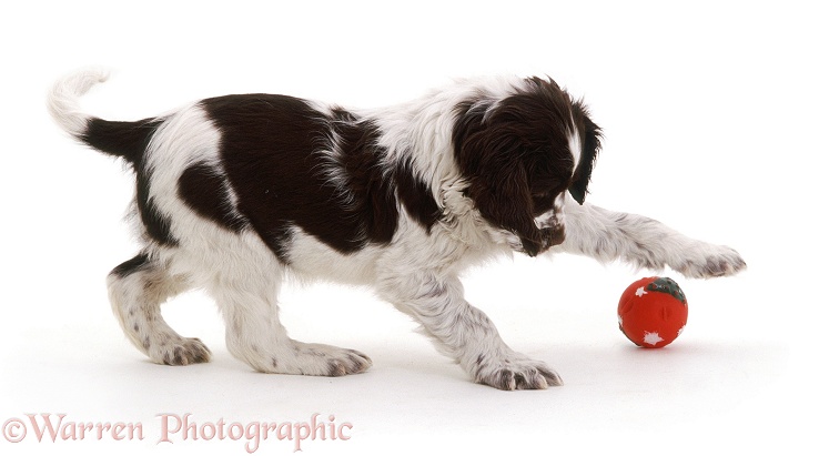 Springer Spaniel puppy batting a squeaky ball with a front paw, white background