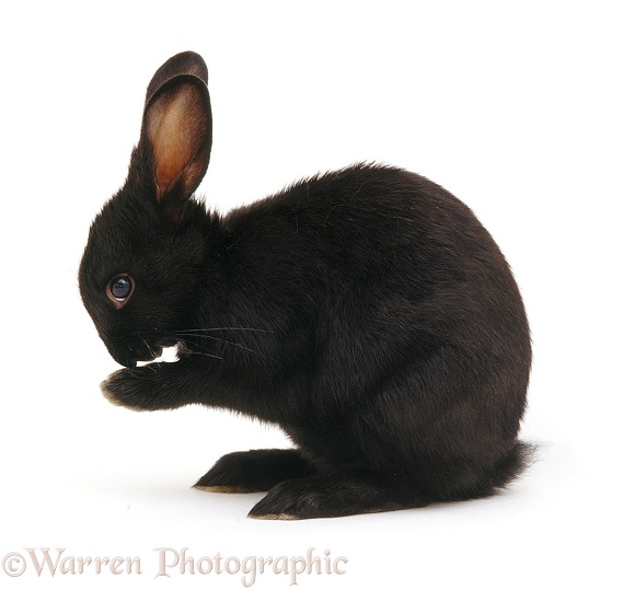Black domestic rabbit washing its paws, white background