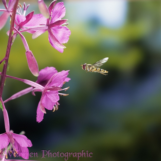 Hoverfly (Episyrphus balteatus) approaching rosebay flowers