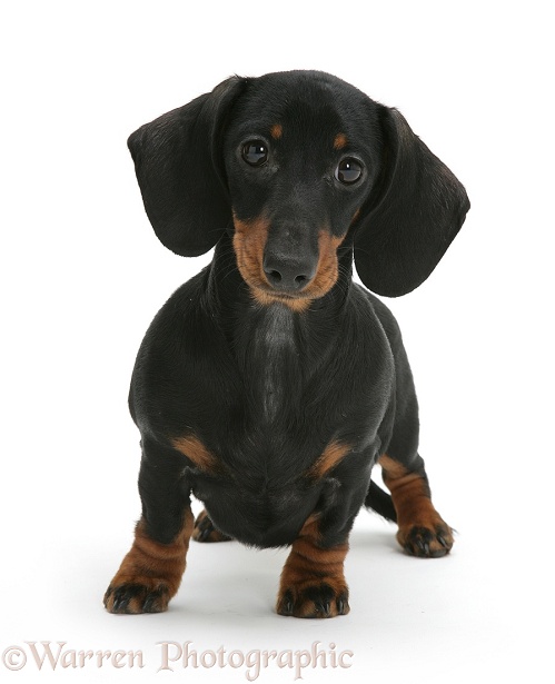 Black-and-tan Dachshund pup, white background
