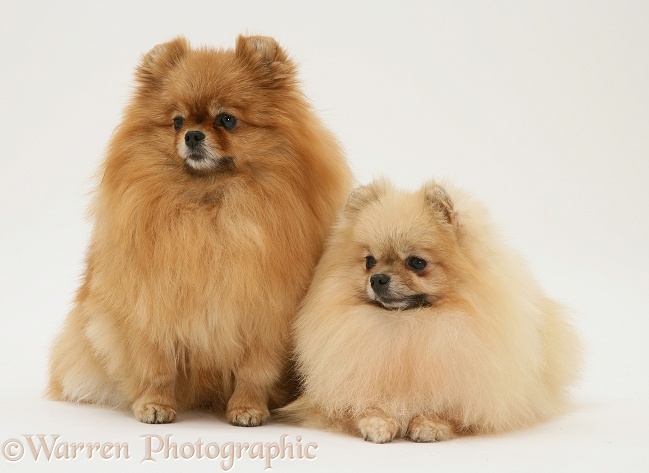 Two Pomeranians, white background