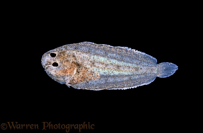 Dover Sole (Microstomus pacificus) young fish just after left eye has migrated to right side.  Atlantic coasts