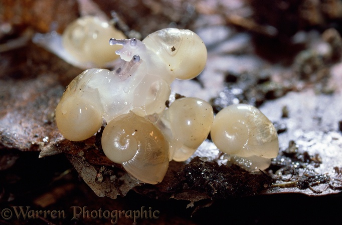 Roman Snail (Helix pomatia) hatchlings.  Europe