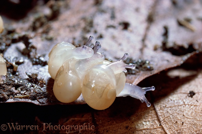 Roman Snail (Helix pomatia) hatchlings.  Europe
