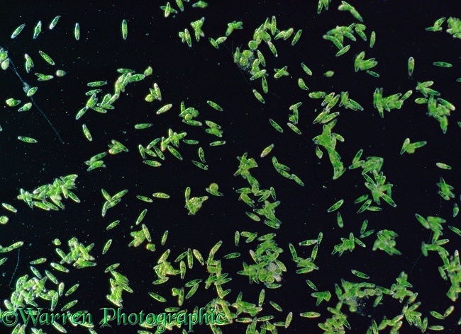 Single-celled alga (Euglena).  Worldwide