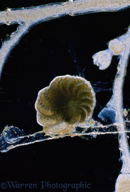 A living heliozoan (Protozoa: Foraminifera) showing filamentous pseudopodia