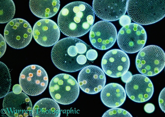 Volvox colonies showing one colony rupturing to give birth to daughters.  Worldwide