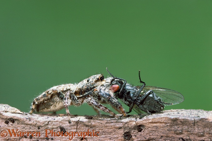 Jumping Spider (Marpissa muscosa) female with captured fly.  Europe